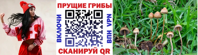 Купить закладки  Таштагол  Псилоцибиновые грибы мухоморы 